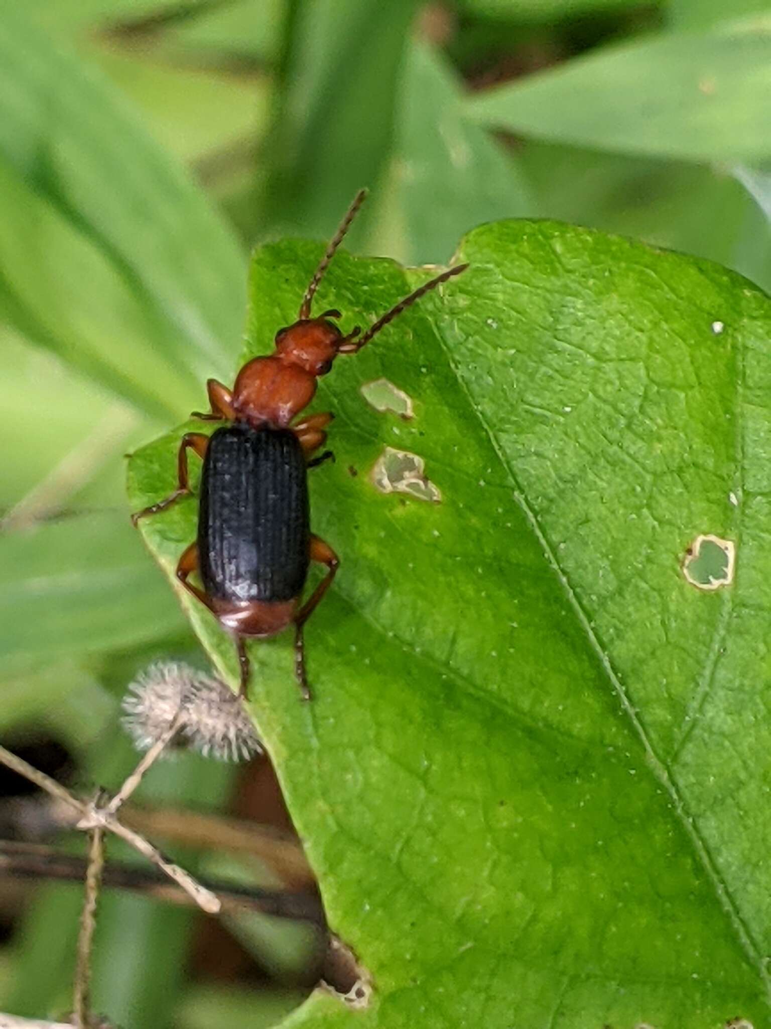 Image of Helluomorphoides nigripennis (Dejean 1831)