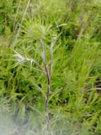 Image of Carlina biebersteinii Bernh. ex Hornem.