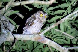 Image of Peruvian Screech-Owl
