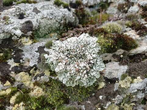 Image of rim lichen