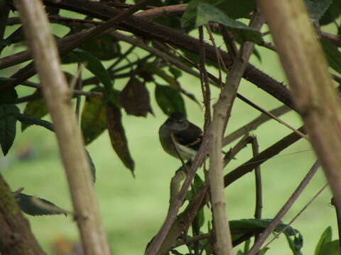 Image of Tawny-rumped Tyrannulet