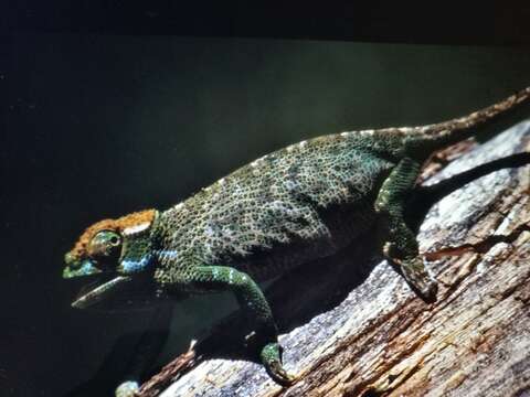 Image of Böhme’s Two-horned Chameleon