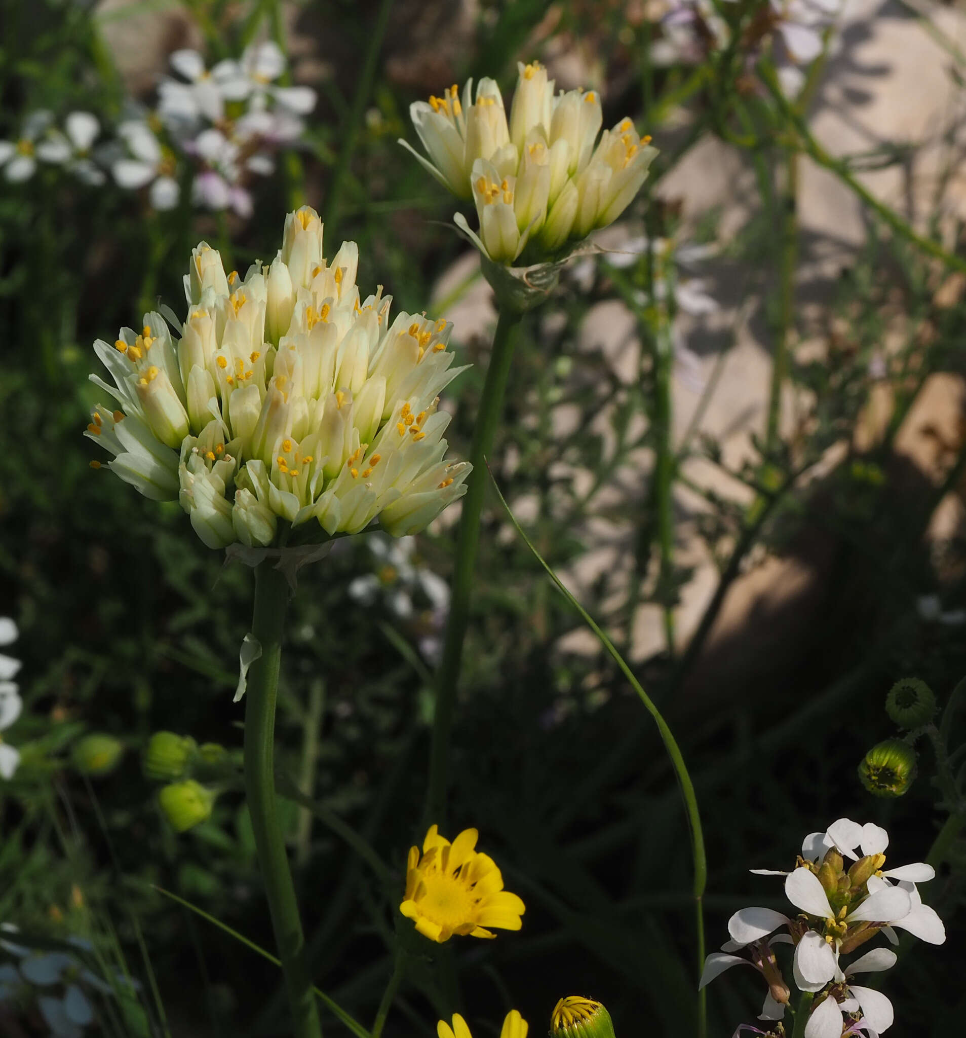 Image of Allium erdelii Zucc.