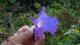 Image of Ipomoea variabilis (Schltdl & Cham.) Choisy