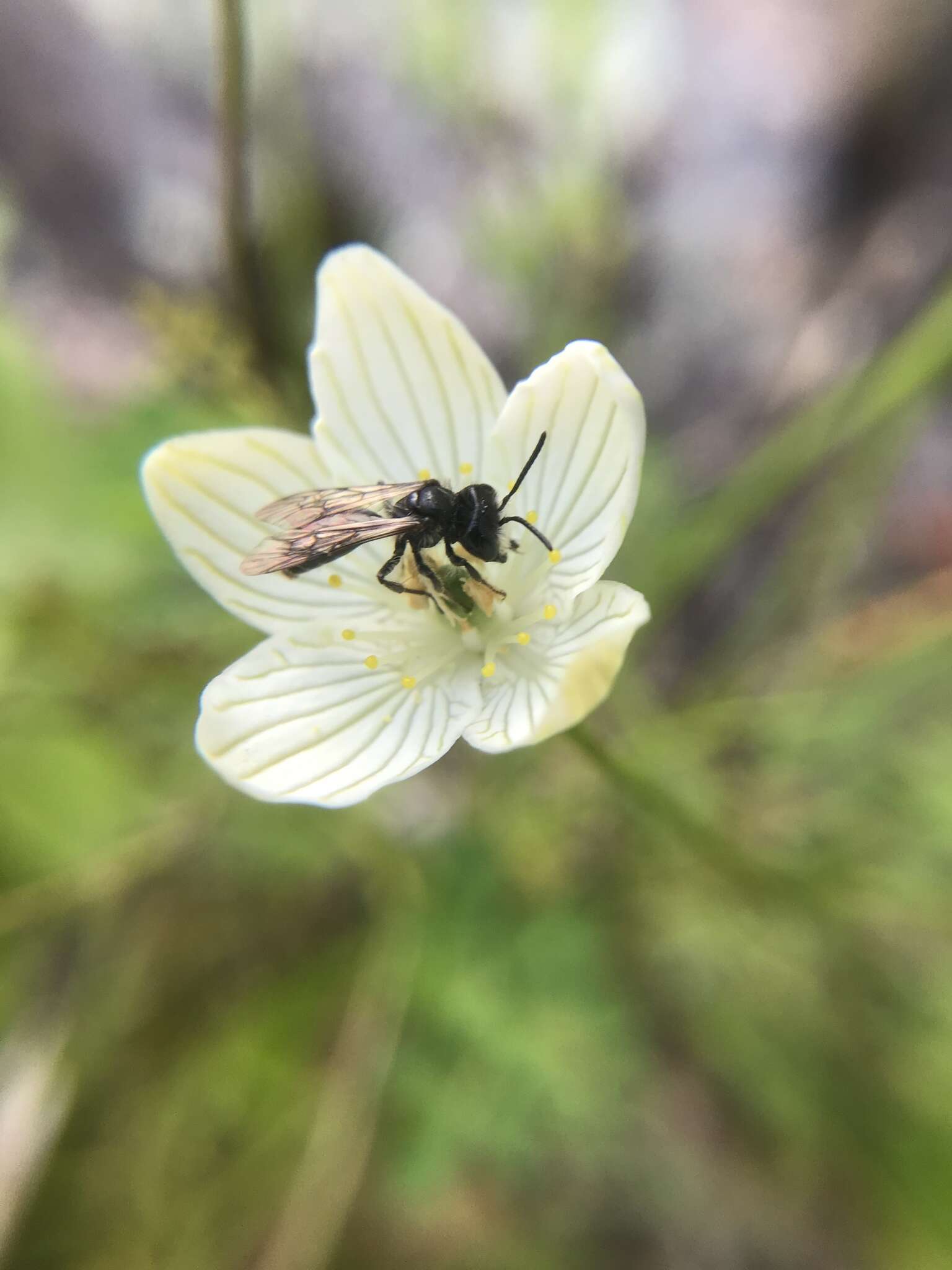 Image of Andrena parnassiae Cockerell 1902