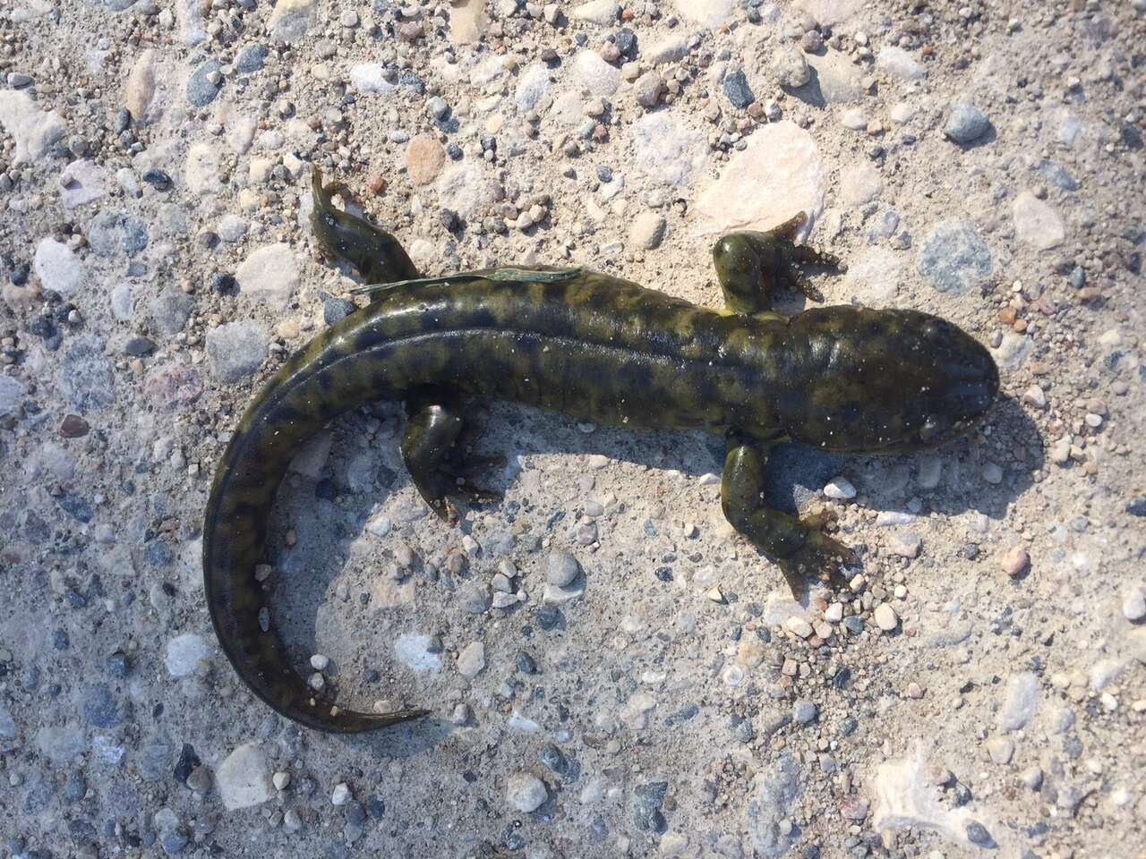 Image of Ambystoma mavortium diaboli Dunn 1940