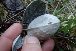 Image of Brachyglottis haastii (Hook. fil.) B. Nord.