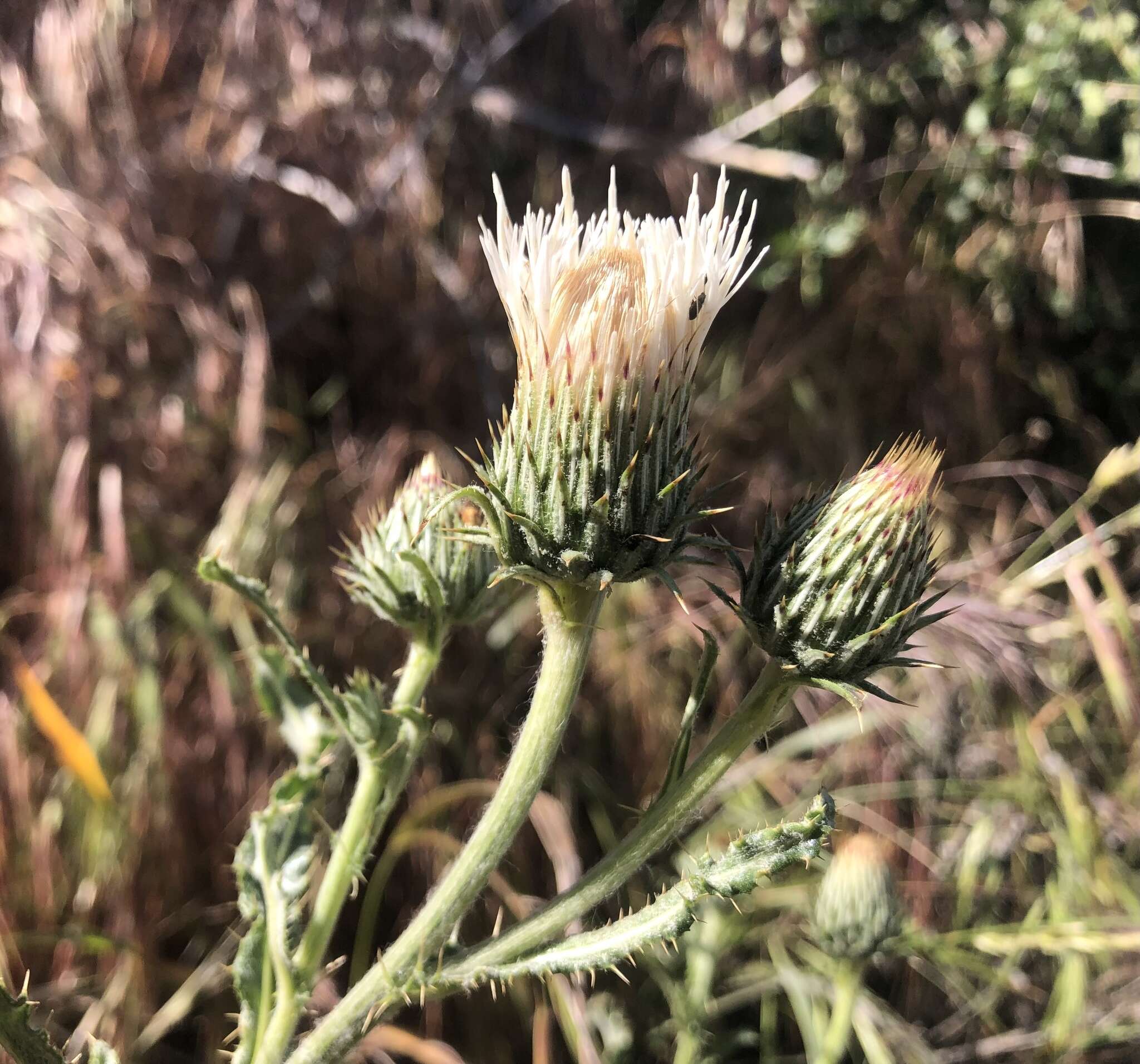 Cirsium cymosum (Greene) J. T. Howell的圖片