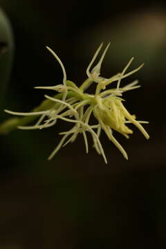 Image of Bulbophyllum cauliflorum Hook. fil.