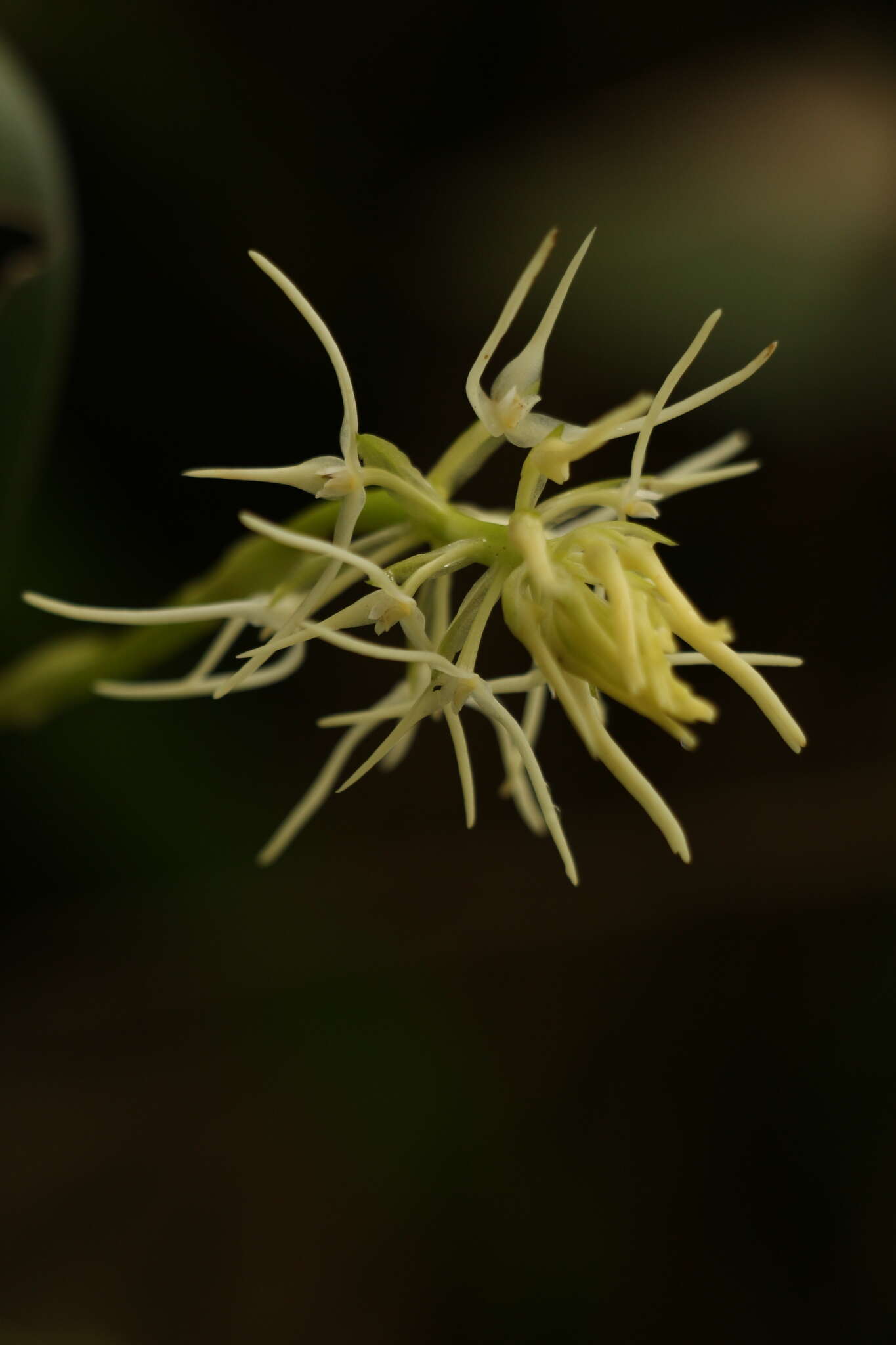Image of Bulbophyllum cauliflorum Hook. fil.