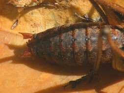 Image of Antaxius (Chopardius) spinibrachius (Fischer 1853)