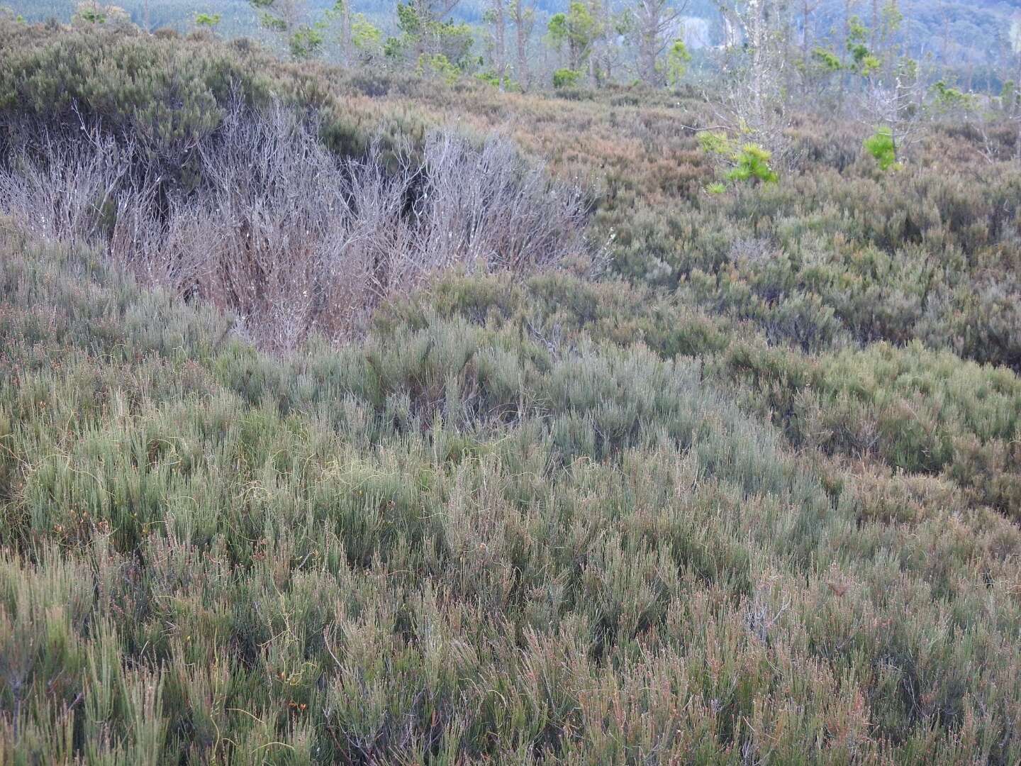 صورة Allocasuarina nana (Sieber ex Spreng.) L. A. S. Johnson