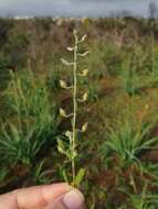 Image of willowleaf frostweed