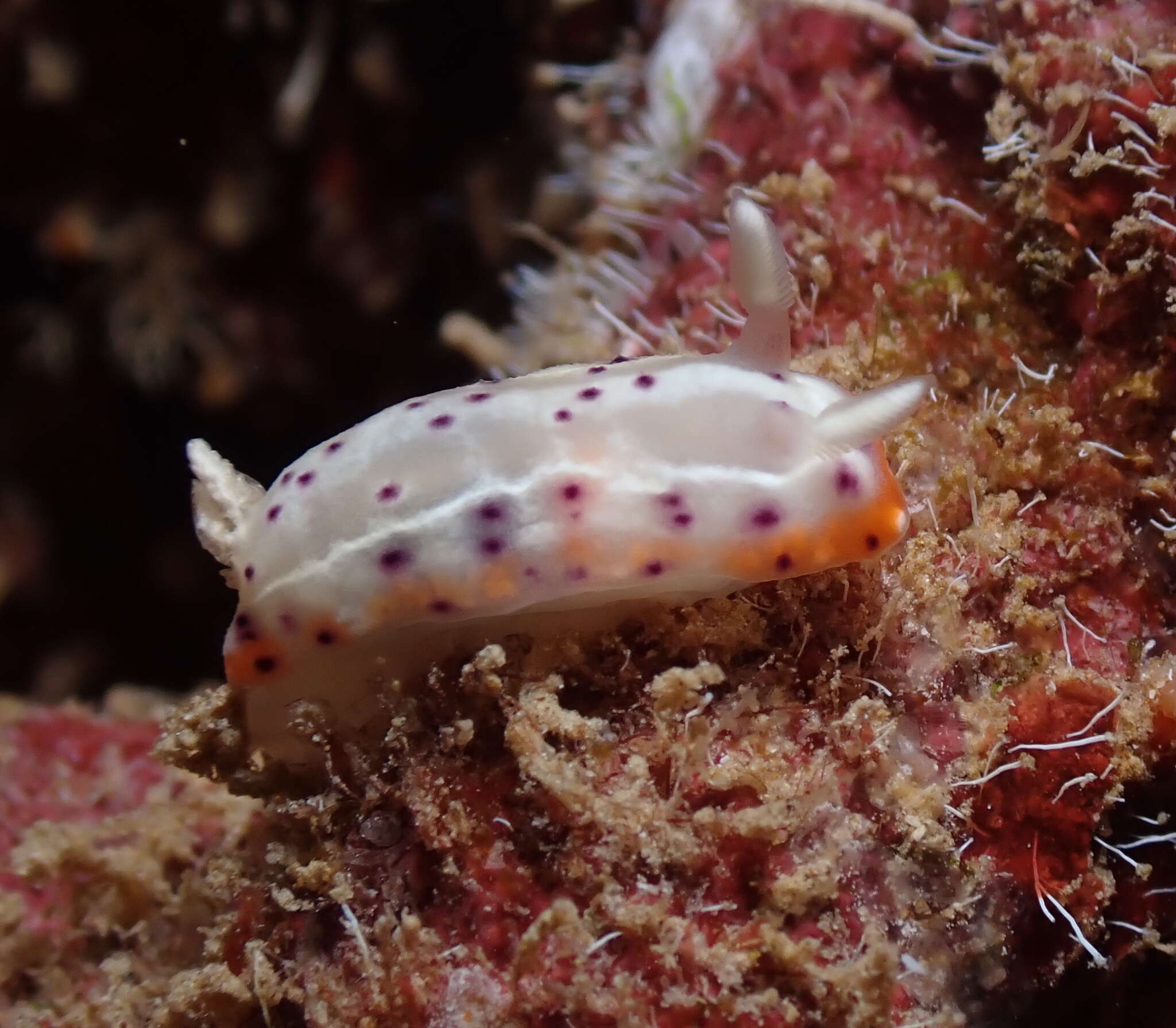 Image of Goniobranchus decorus (Pease 1860)