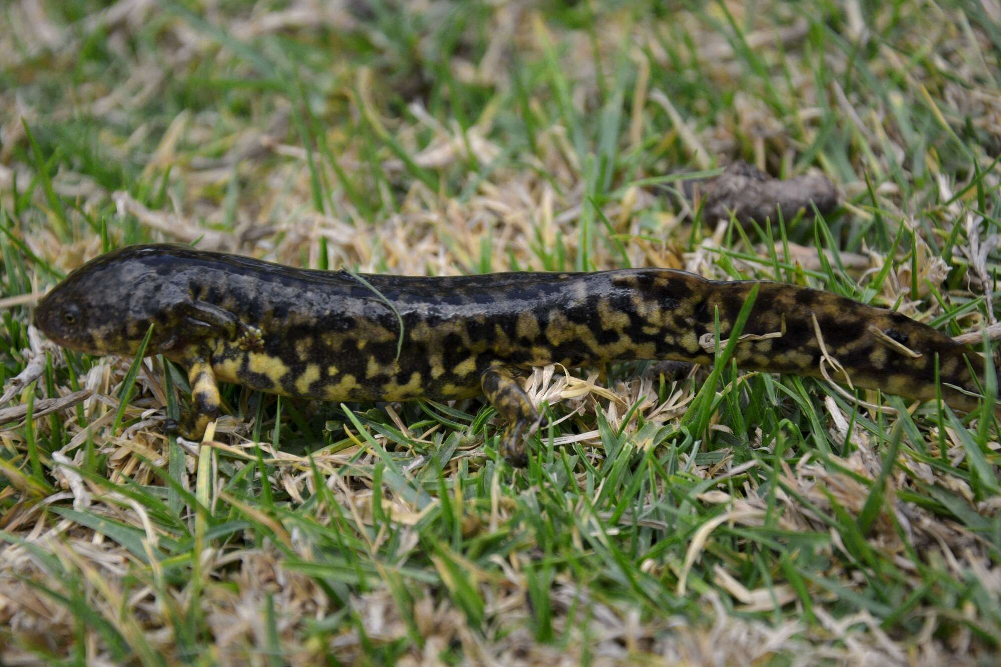 Image of Ambystoma rivulare (Taylor 1940)