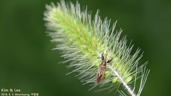 Image of Pachygrontha antennata (Uhler & P. R. 1860)