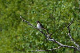 Image of Catharus ustulatus swainsoni (Tschudi 1845)