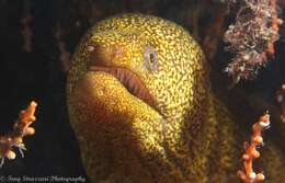 Image of Abbott's moray eel