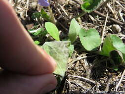 Image of common blue violet