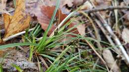 Image of black edge sedge