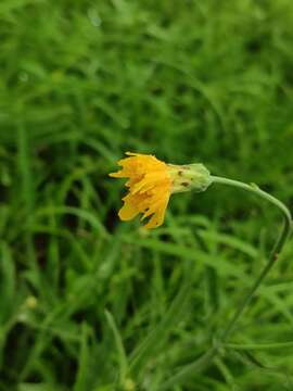 Image of Sonchus brachyotus DC.