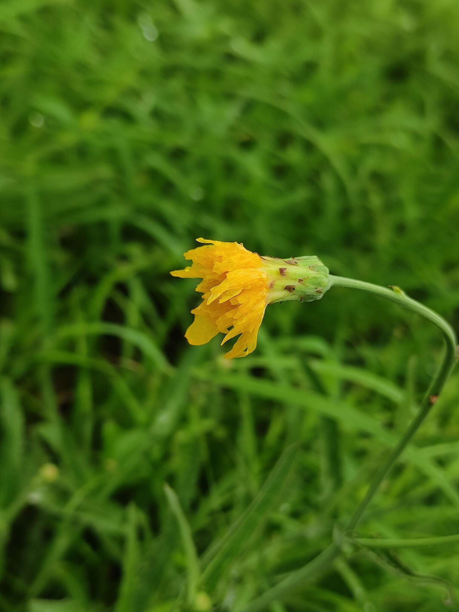 Image de Sonchus brachyotus DC.