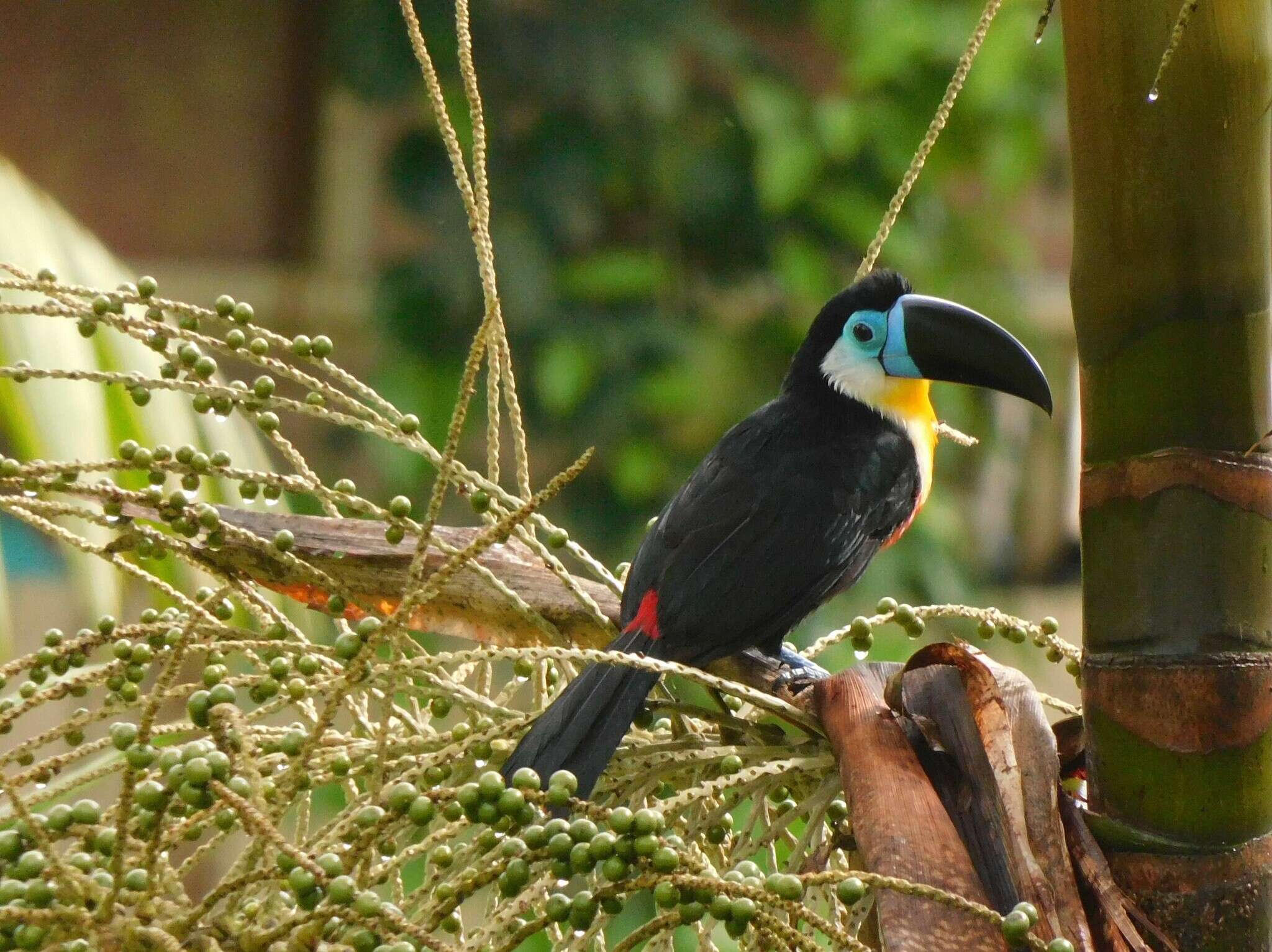 Sivun Ramphastos vitellinus vitellinus Lichtenstein & Mhk 1823 kuva