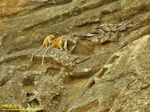 Imagem de Macaca sinica (Linnaeus 1771)