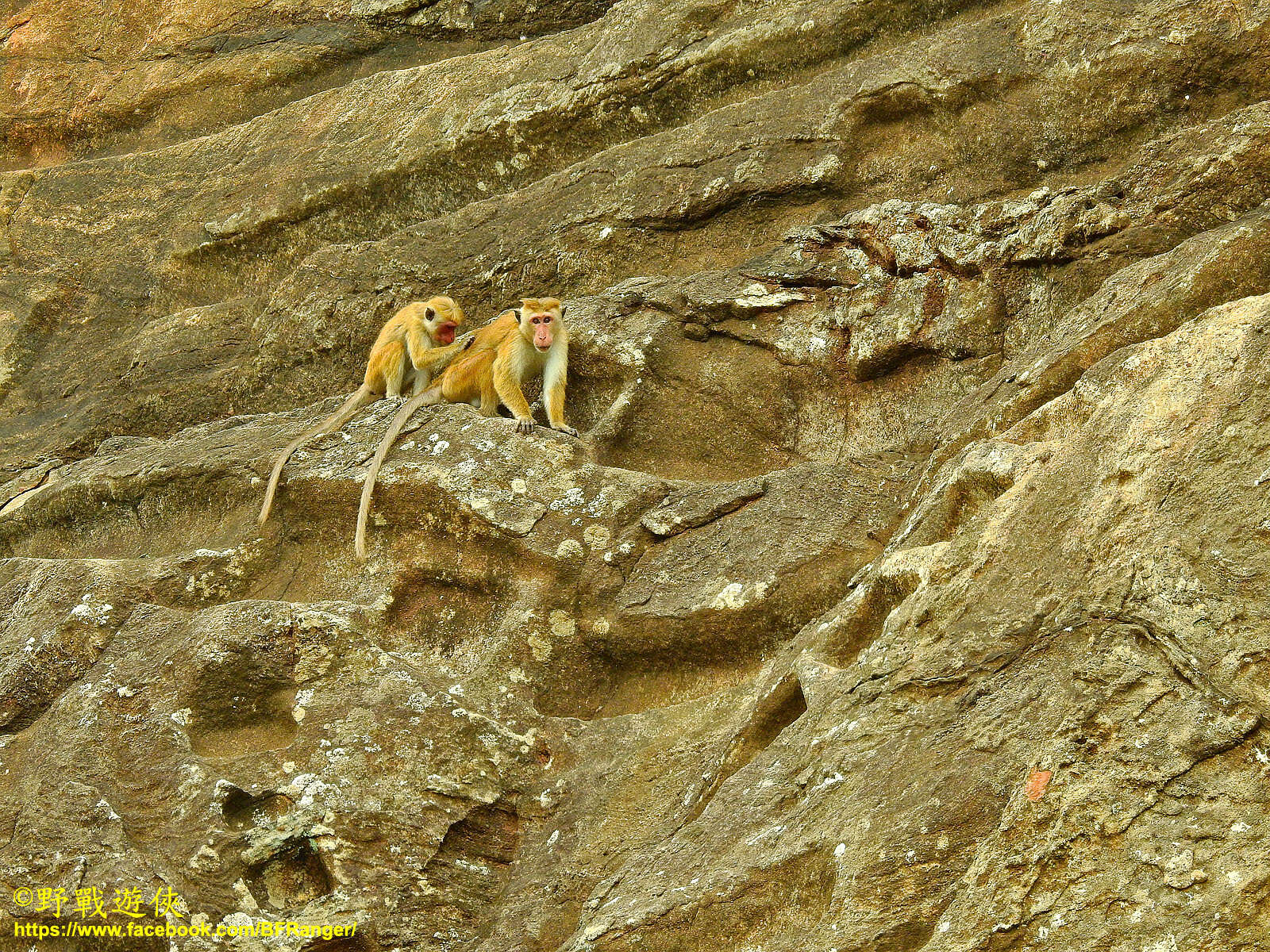 Image of Toque macaque