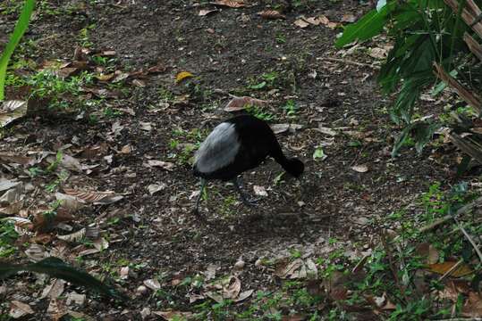 Image of Pale-winged Trumpeter