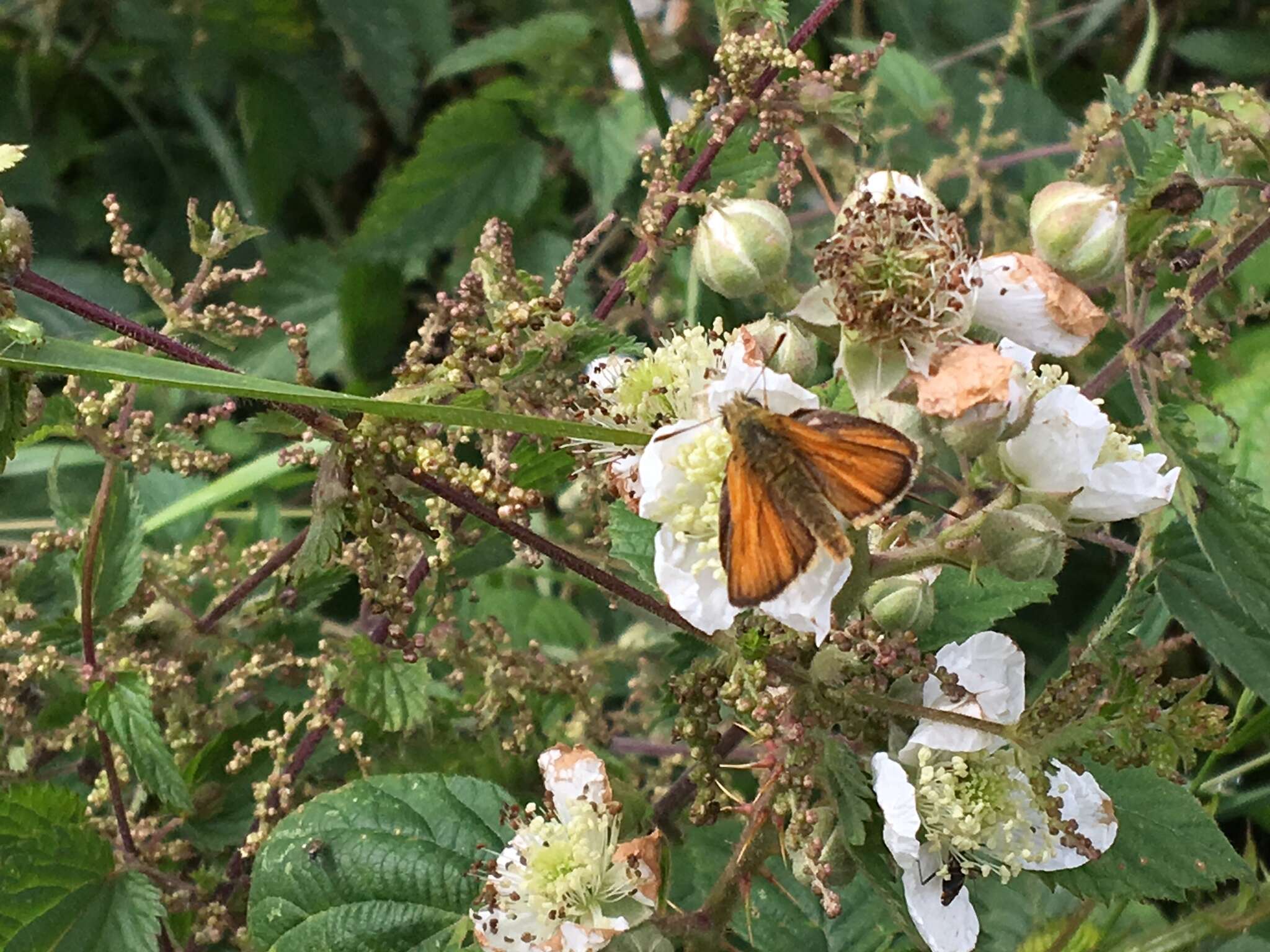 Image of small skipper