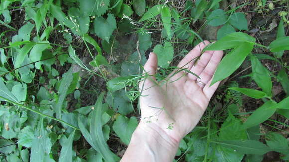 Image of Houstonia longifolia var. tenuifolia (Nutt.) Alph. Wood