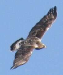 Image of Buteo lagopus sanctijohannis (Gmelin & JF 1788)