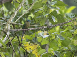 Image of Keel-billed Motmot