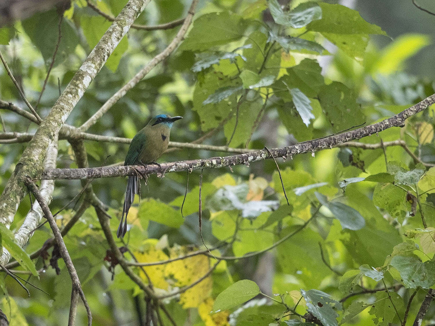 Image of Keel-billed Motmot