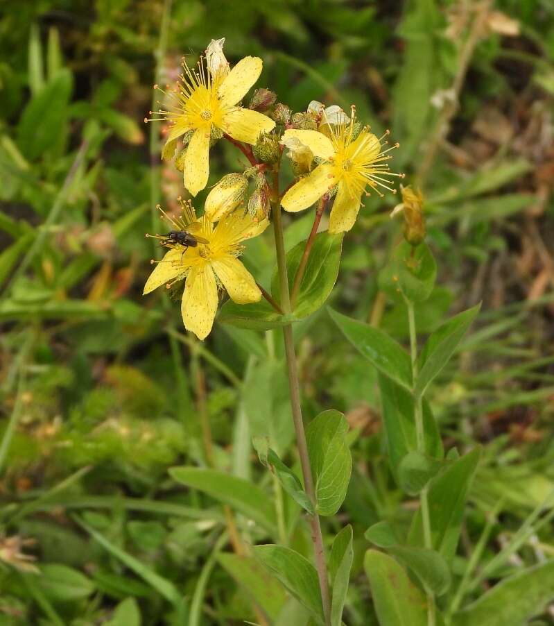 Image of Hypericum richeri subsp. richeri