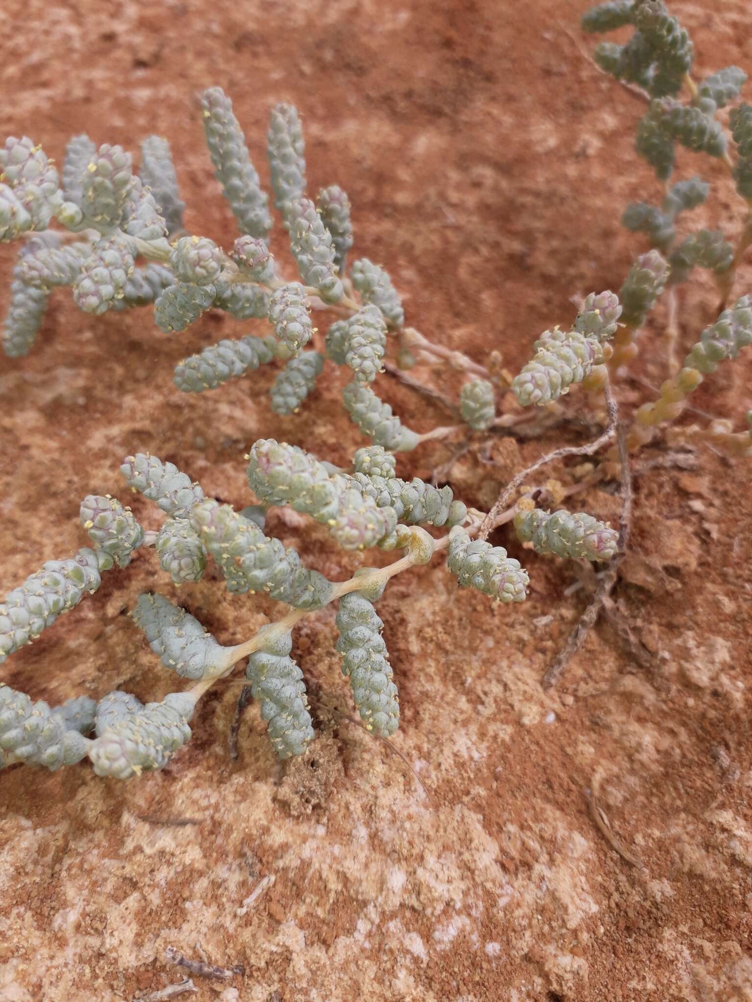 Imagem de Halopeplis amplexicaulis (Vahl) Ung.-Sternb. ex Cesati, Passer. & Gibelli