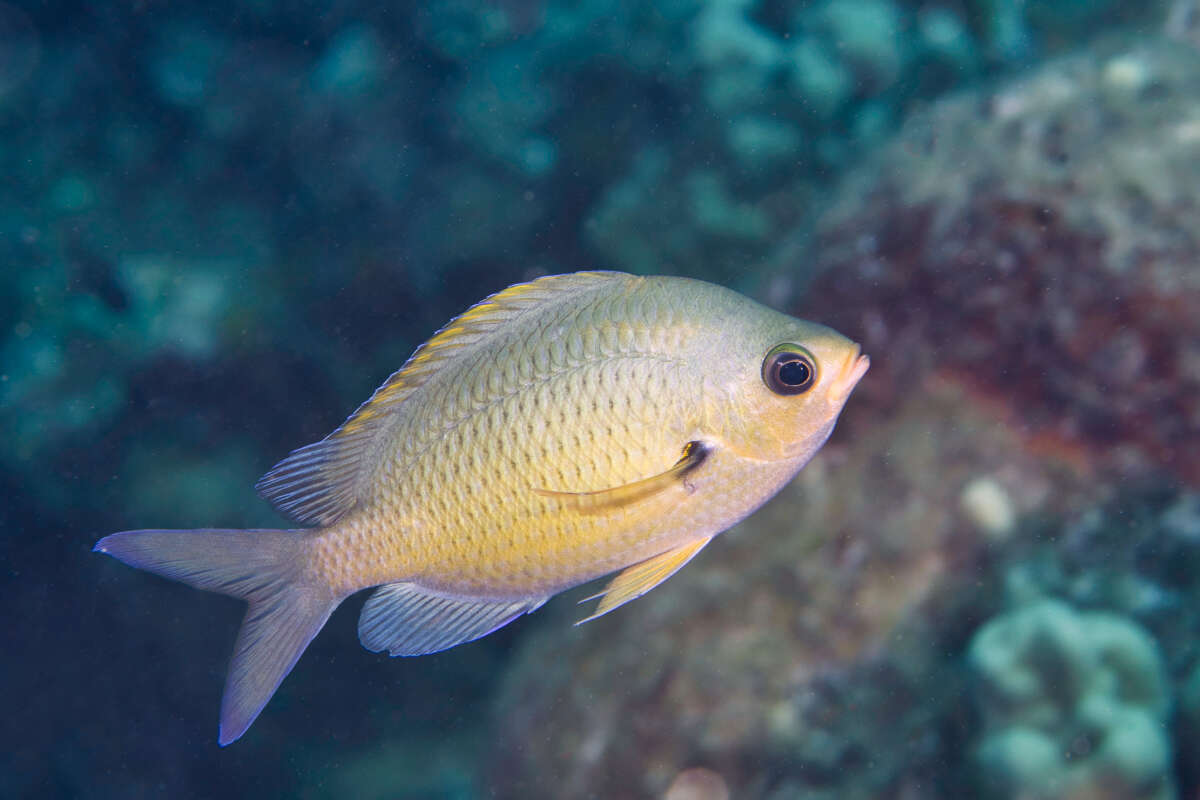 Image de Chromis ovalis (Steindachner 1900)