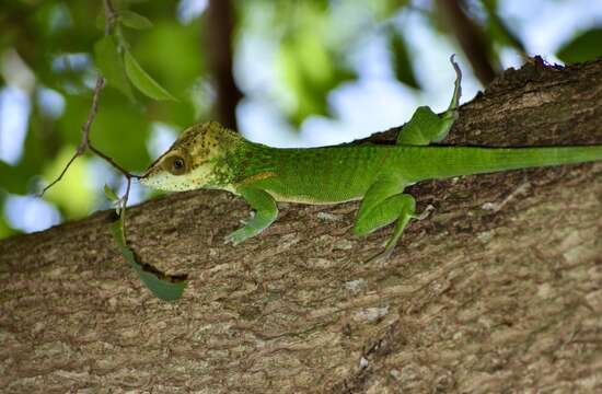 Image of Anolis smallwoodi Schwartz 1964