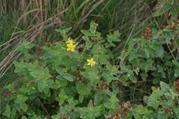 Image of Blue Ridge St. John's-Wort