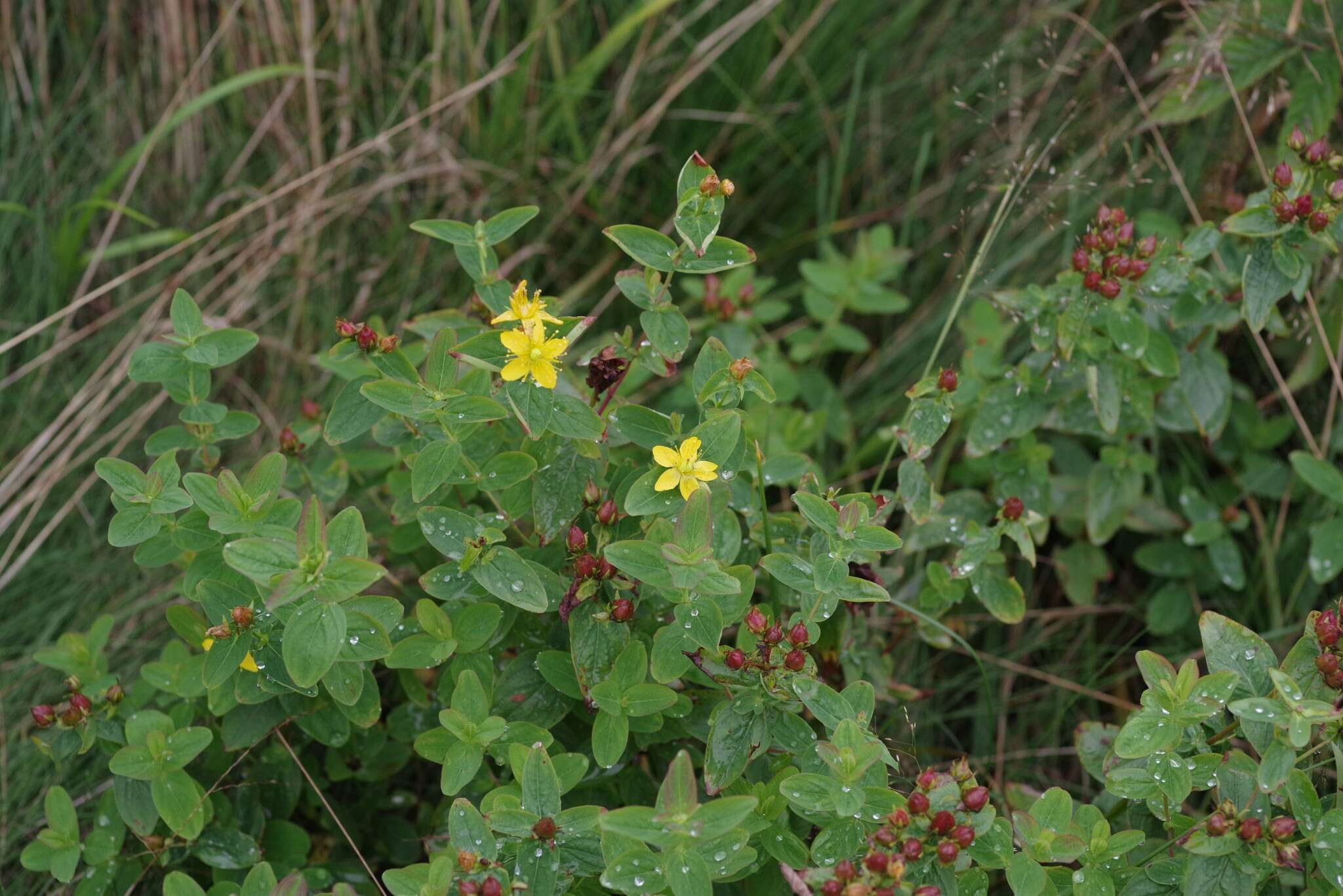 Image of Blue Ridge St. John's-Wort