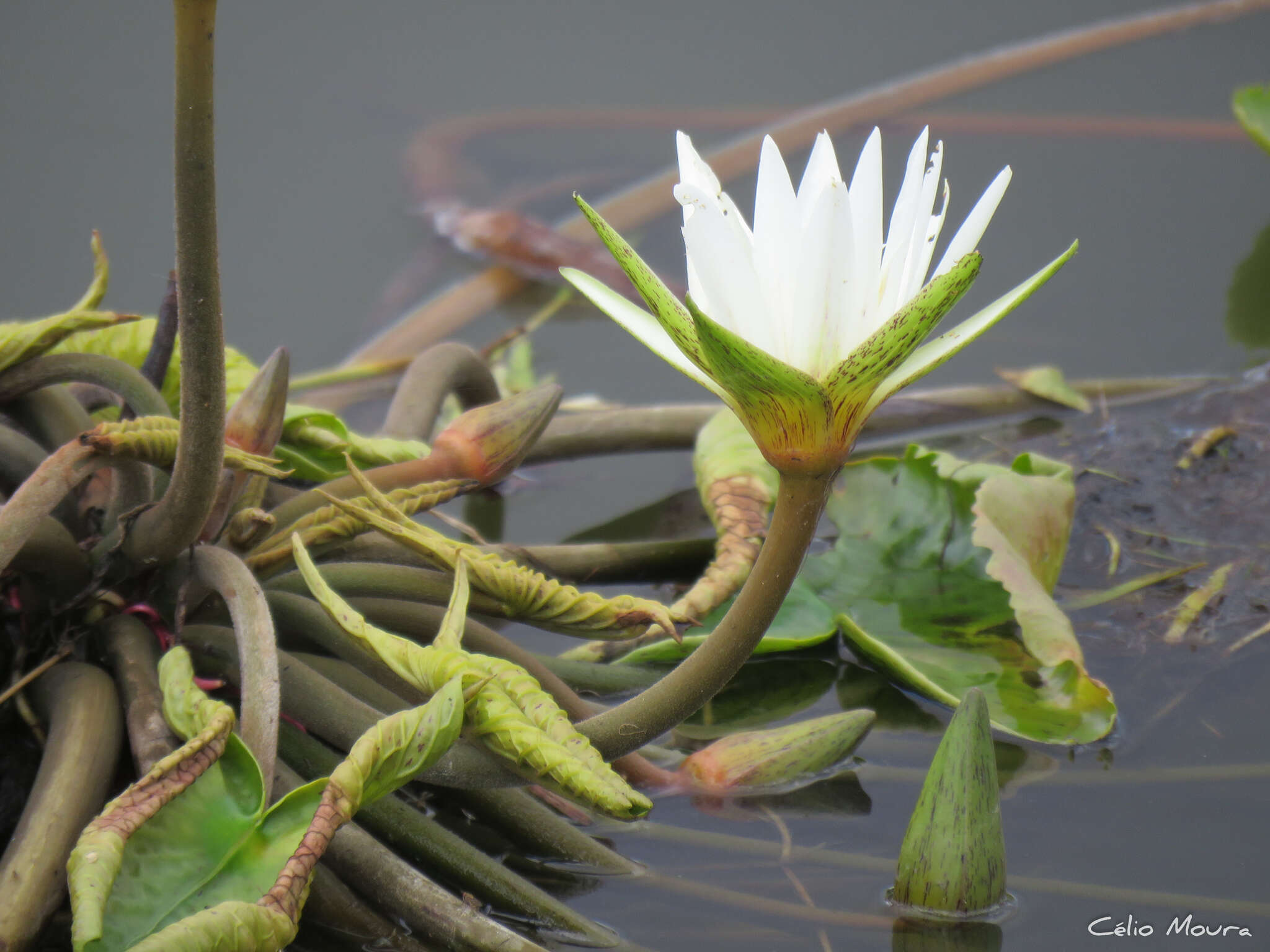 Image of dotleaf waterlily