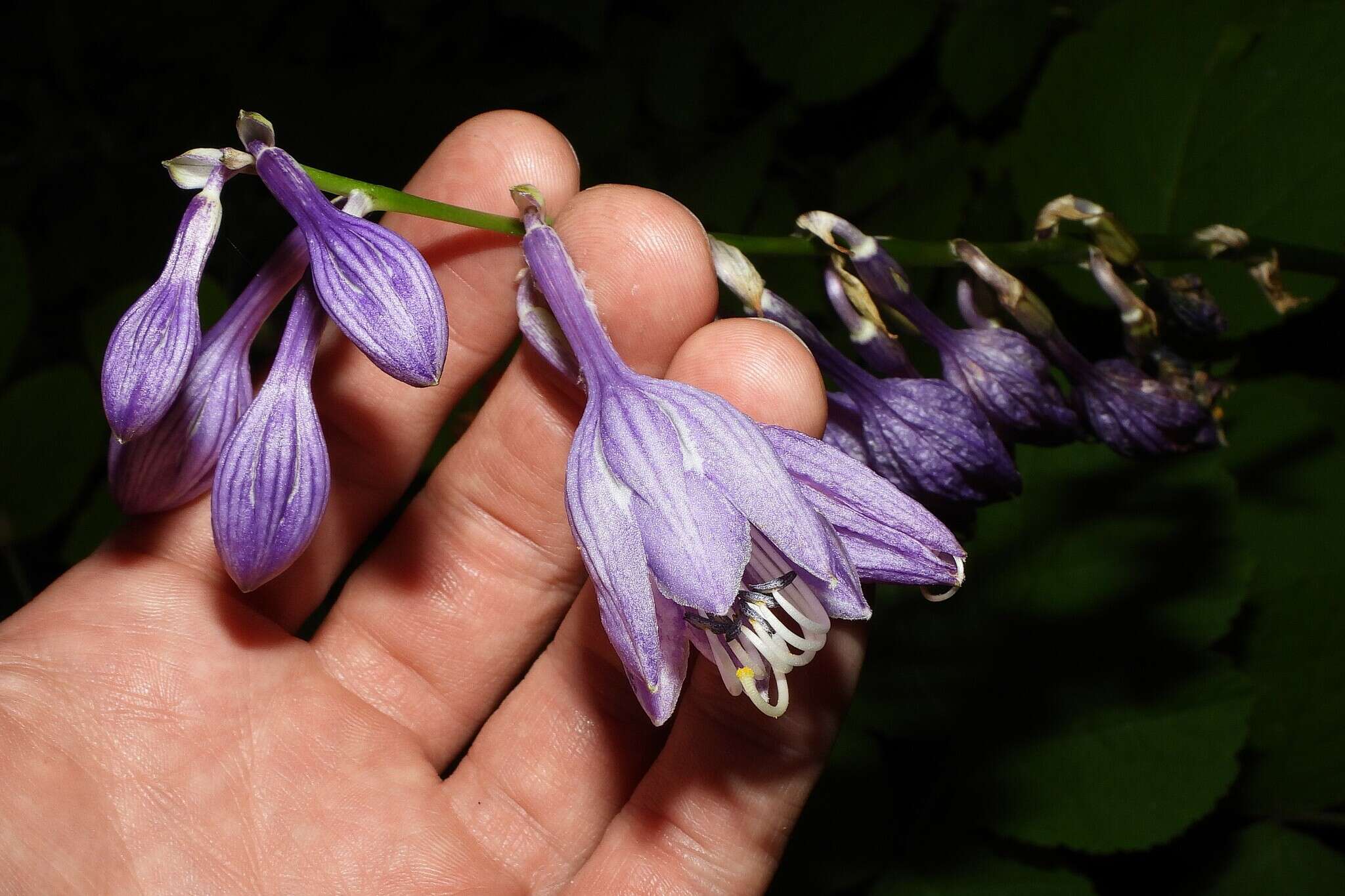 Imagem de Hosta ventricosa Stearn