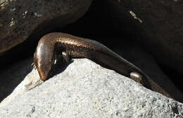 Image of Chalcides sexlineatus bistriatus Steindachner 1891