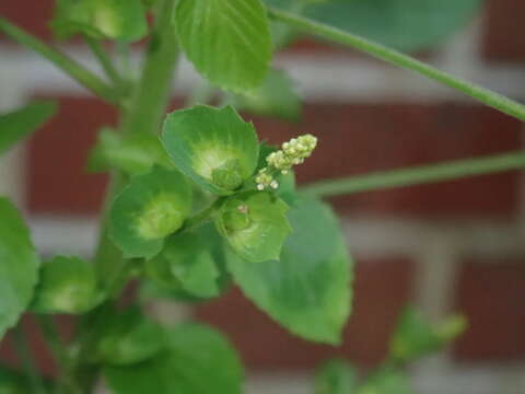 Image of Indian acalypha