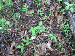 Image of Wavyleaf Basketgrass