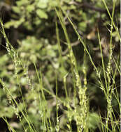 Слика од Achnatherum bromoides (L.) P. Beauv.