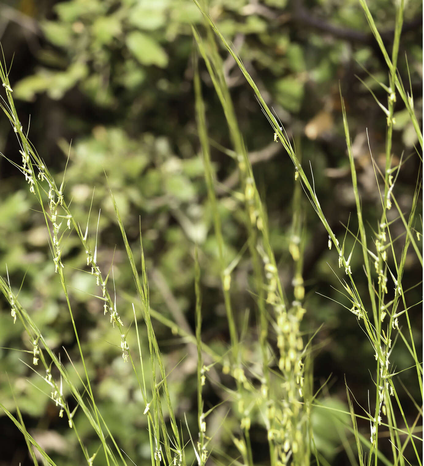 Imagem de Achnatherum bromoides (L.) P. Beauv.