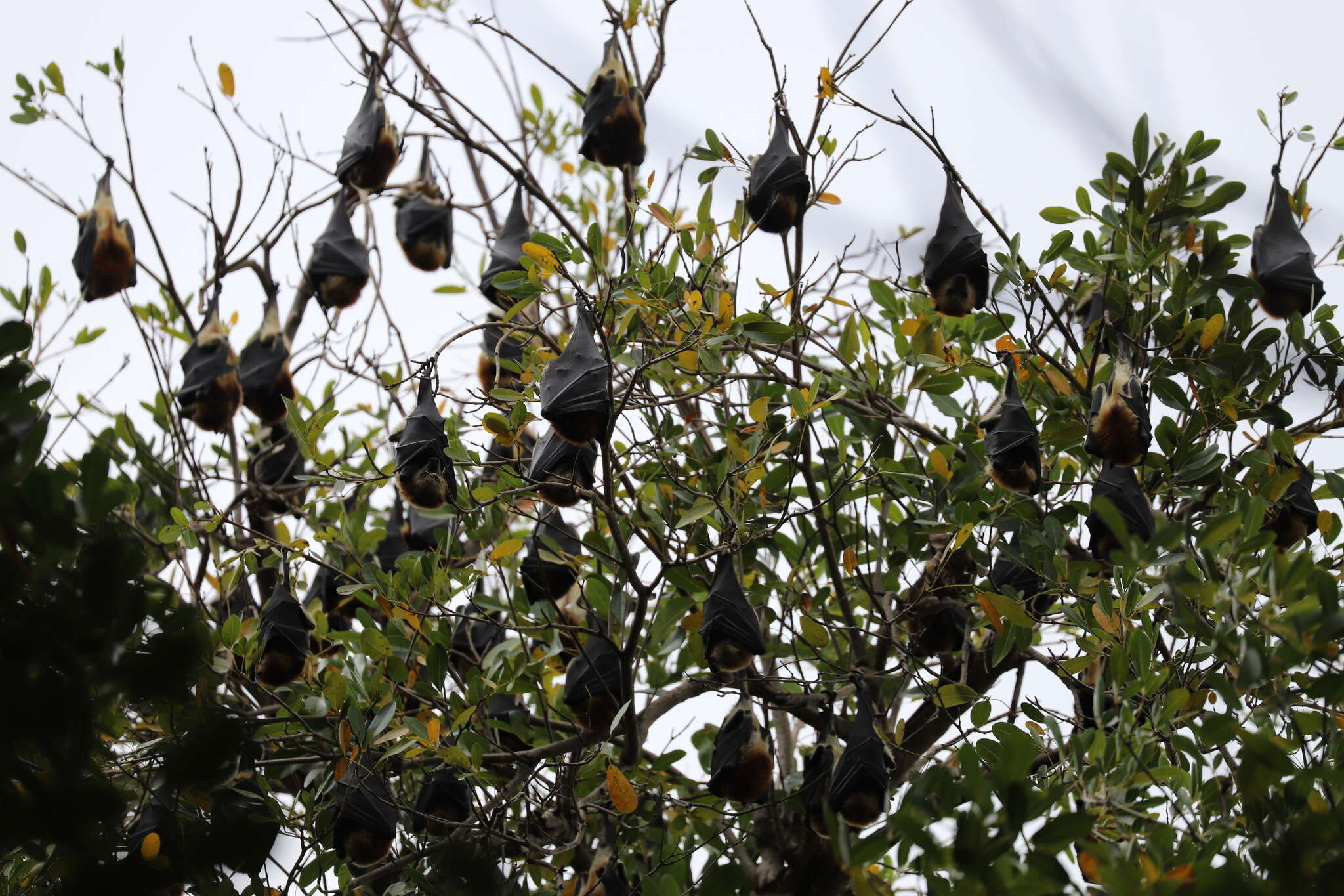 Image of Greater Mascarene Flying Fox