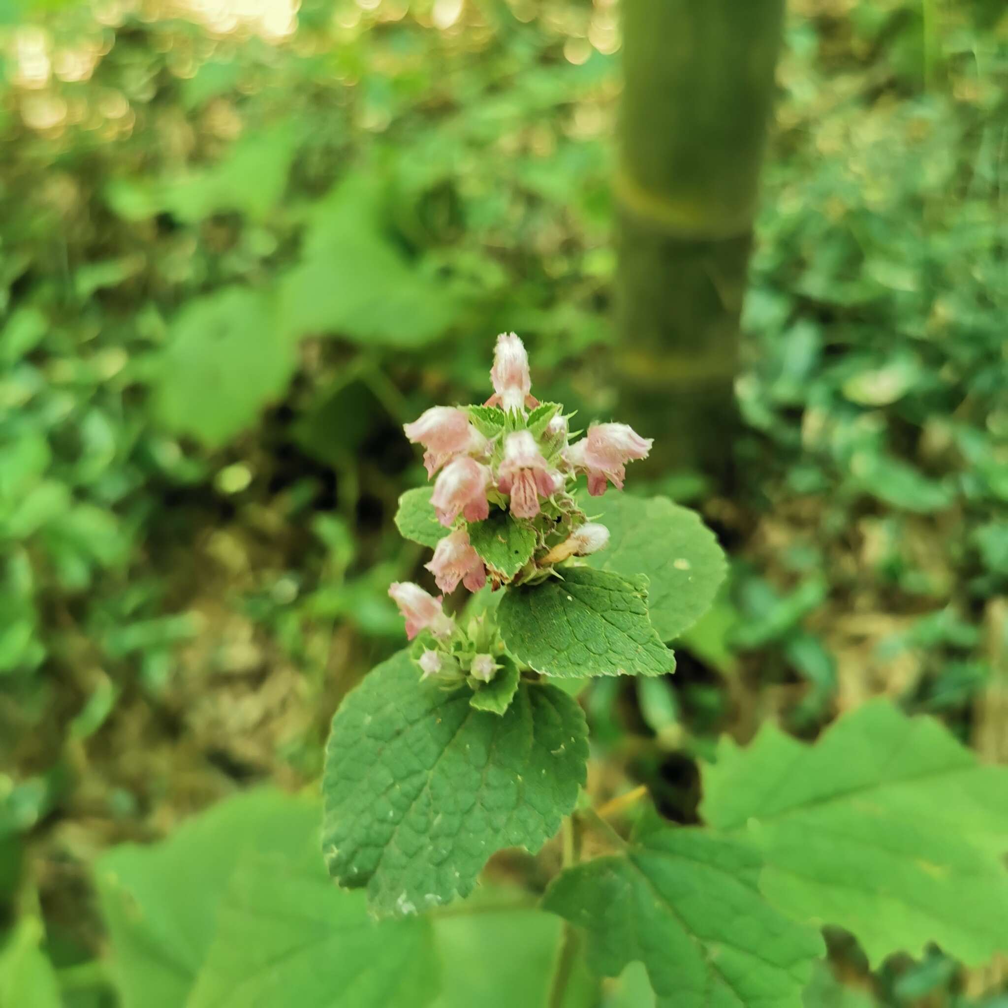 Слика од Phlomoides umbrosa (Turcz.) Kamelin & Makhm.